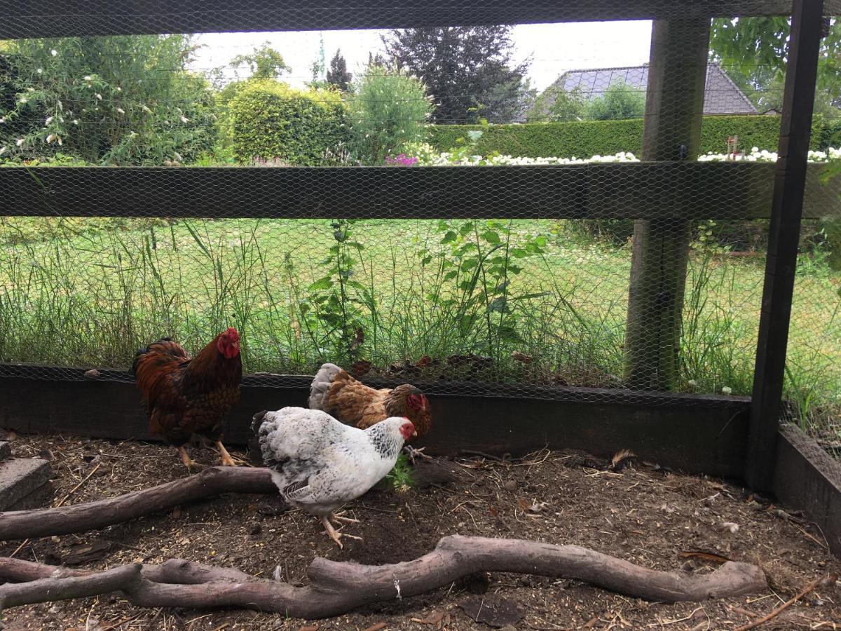 Vakantiehuis In Het Voorhuis Dommelen エクステリア 写真